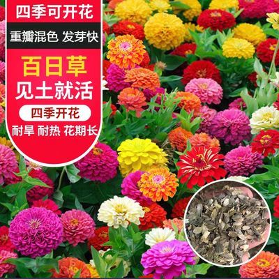 精品满天星花种子四季易种花开不断净化空气室内阳台盆栽花卉草籽